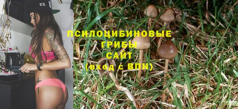 Галлюциногенные грибы Cubensis Нижнекамск